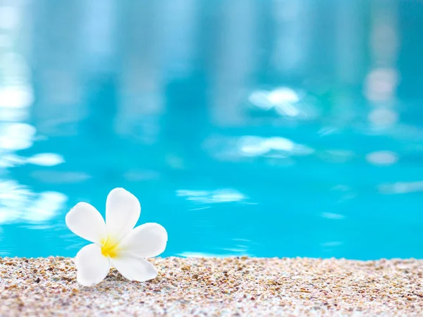 Plumeria branca flor cair no chão nas proximidades piscina . — Fotografia de Stock