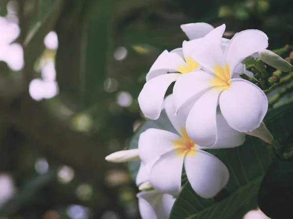 Frangipani blanco (plumeria) flores y hojas —  Fotos de Stock