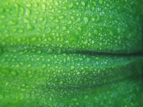 Close up green leaves with water droplets after raining in the m — Stock Photo, Image