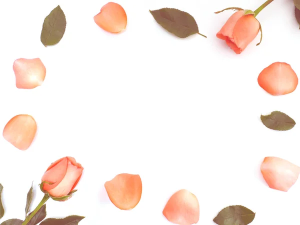 Nahaufnahme Rosen mit Blütenblättern und grünen Blättern auf weißem Hintergrund — Stockfoto
