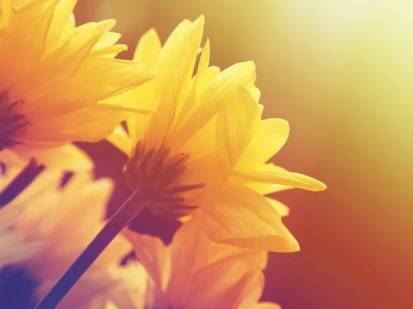 Gelbe Chrysanthemenblüten mit sanftem Stil für Frühling oder Sommer — Stockfoto