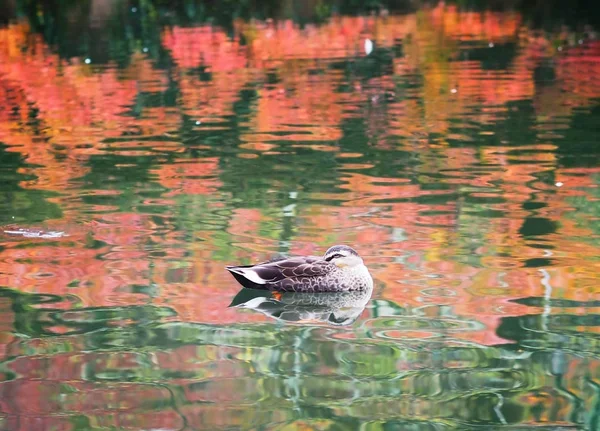 池の秋の調味料で泳ぐ小さなアヒル. — ストック写真