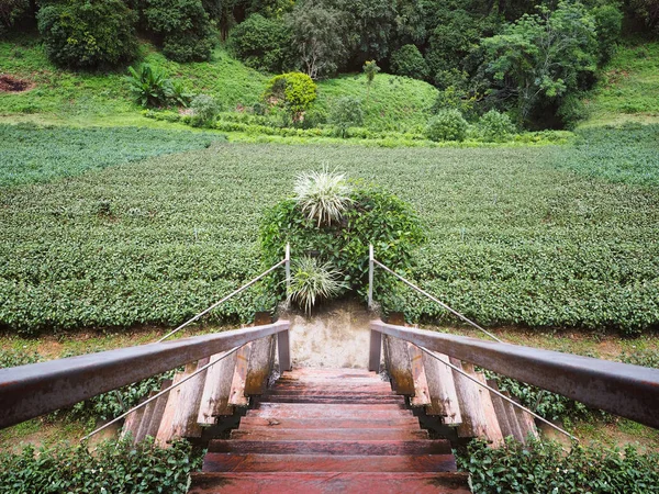 Zielona herbata Plantacja natura tło. — Zdjęcie stockowe