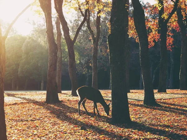 Sylwetka jeleni jesienią w parku Nara w Japonii. — Zdjęcie stockowe