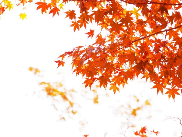 Hojas de arce rojo sobre fondo de otoño blanco y borroso —  Fotos de Stock