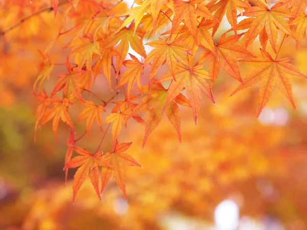 Hojas de arce rojo sobre fondo borroso otoño —  Fotos de Stock