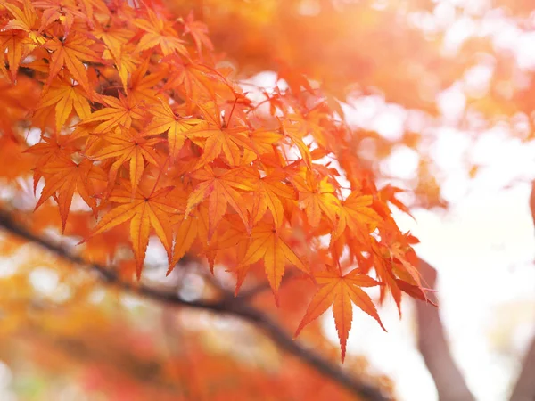 Hojas de arce rojo sobre fondo de otoño blanco y borroso —  Fotos de Stock