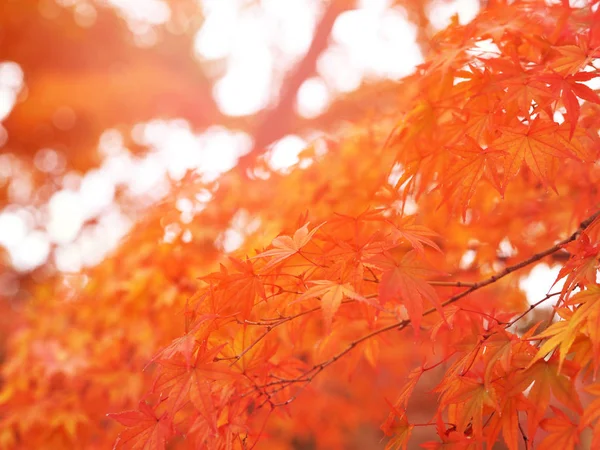 Hojas de arce rojo sobre fondo de otoño blanco y borroso —  Fotos de Stock