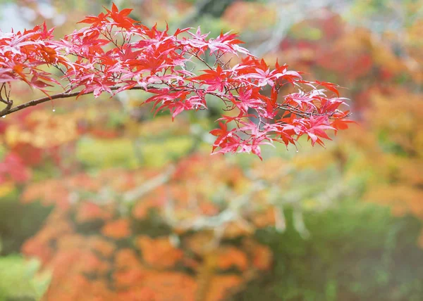 Hojas de arce rojo sobre fondo borroso otoño —  Fotos de Stock