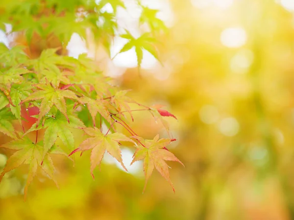 Erken sonbahar sezonunda renkli akçaağaç yaprakları. — Stok fotoğraf