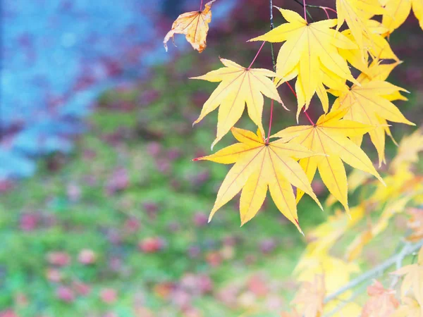 Hojas de arce de colores en la temporada de otoño . —  Fotos de Stock