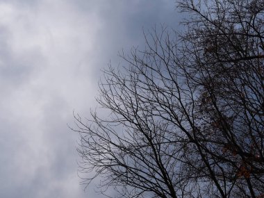 Dramatik gökyüzünde soyut çıplak akçaağaç dalları 