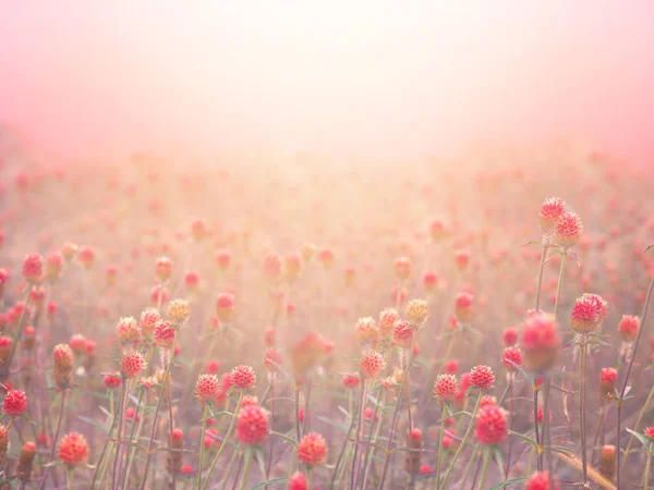 Globo rosso campo di fiori amaranto nella nebbia al mattino all'alba . — Foto Stock