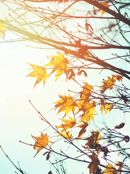 日没時の日本の初秋のカエデの葉. — ストック写真