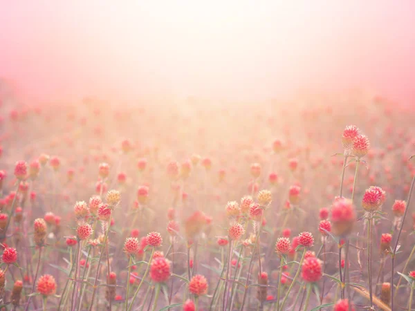 Red Globe Amaranth blomma fält i dimma på Sunrise Morning. Royaltyfria Stockfoton