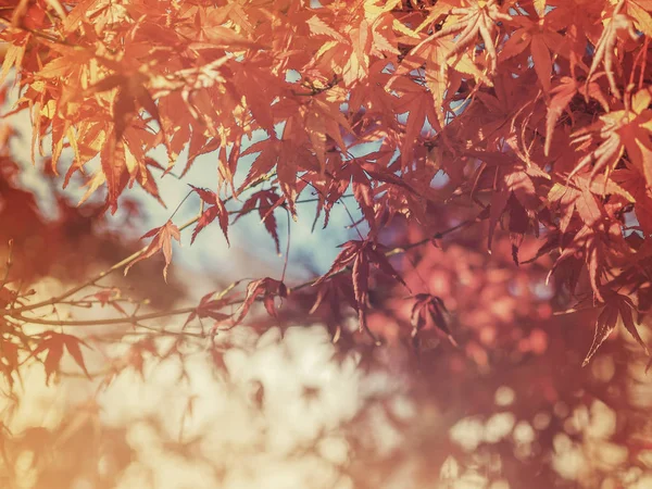 Červené javorový listy na rozostřené podzimní pozadí — Stock fotografie
