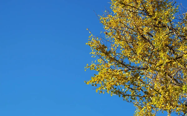 Árbol de hojas de ginko amarillo contra cielo azul claro — Foto de Stock