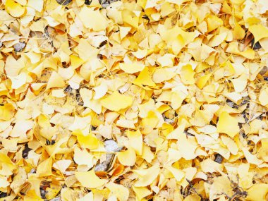 Ginkgo yaprakları dökülüyor ve yere yığılıyor. 