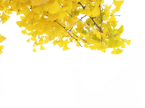 Ginkgo leaves isolated on white background. — Stock Photo, Image