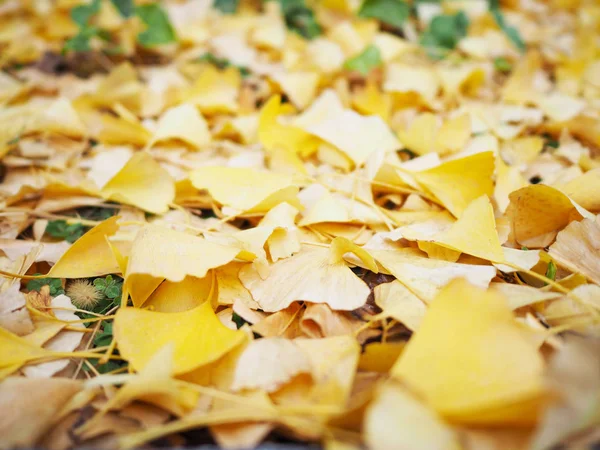 ginkgo leaves falling and stack on the ground.