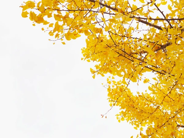 イチョウの葉に孤立した白い背景. — ストック写真