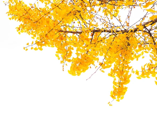Листья гинкго изолированы на белом фоне . — стоковое фото