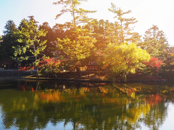 Япония Осенний Фон Солнечным Светом Утром Цветные Листья Деревьев Пруда — стоковое фото