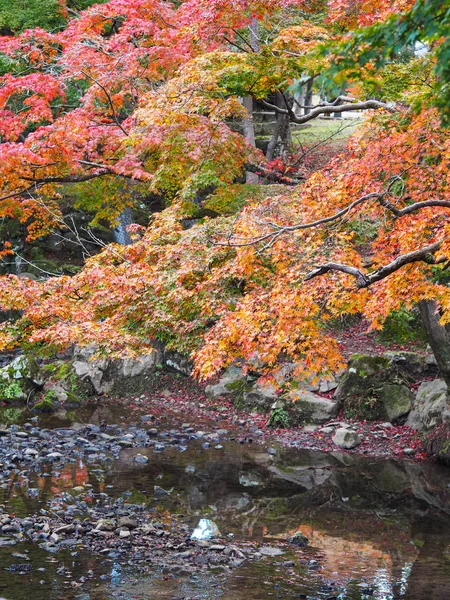 Renkli sonbahar parkı doğa arka planı. — Stok fotoğraf