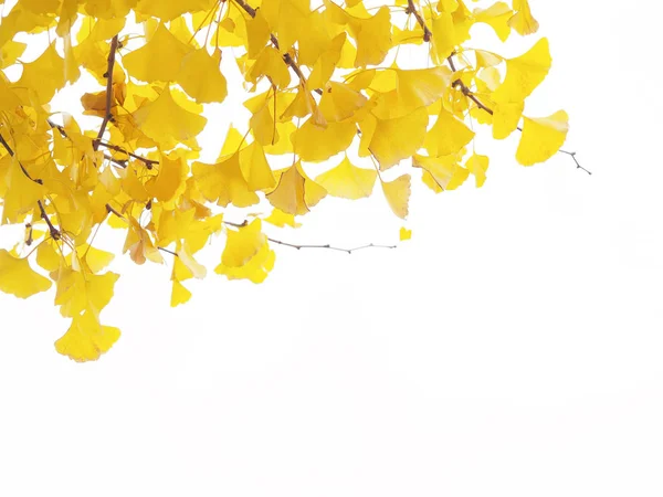 Ginkgo löv isolerade på vit bakgrund. Royaltyfria Stockfoton