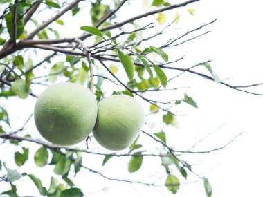 Ağaçtaki yeşil greyfurtu beyaz arkaplanda kapat.