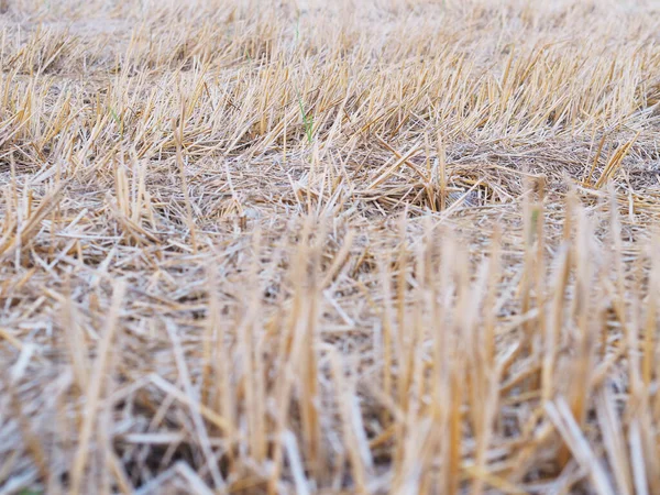 Sluit Het Oogsten Bruin Stro Van Het Rijstveld Landbouwsector — Stockfoto