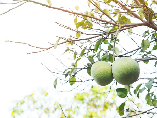 Close up Lipe green grapefruit on tree over white background.