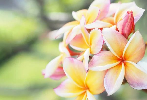 庭でカラフルなプルメリアやフランジパニの花を閉じます — ストック写真