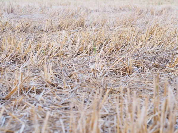 收割后关闭稻田的褐色稻草 农业工业 — 图库照片