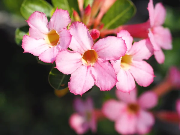 Close Pink Flower Adenium Obesum Desert Rose Impala Lily Mock — Stock Photo, Image