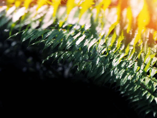 Feche Folhas Samambaia Verde Pôr Sol Floresta Natureza Fundo — Fotografia de Stock