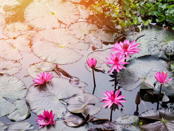 Prachtige Roze Waterlelie Bloemen Groene Bladeren Een Vijver Ochtend — Stockfoto
