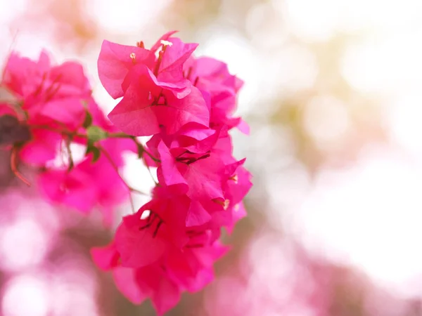 Розовый Цветок Bougainvillea Естественном Фоне Размытия — стоковое фото