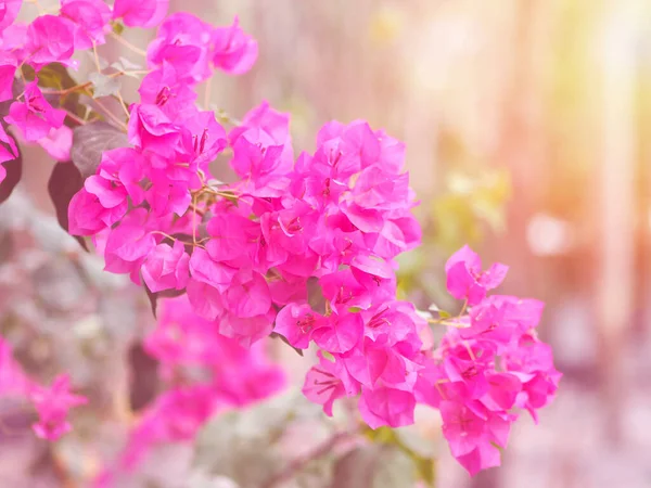 Rosa Bougainvillea Fiore Sfondo Naturale Sfocatura — Foto Stock