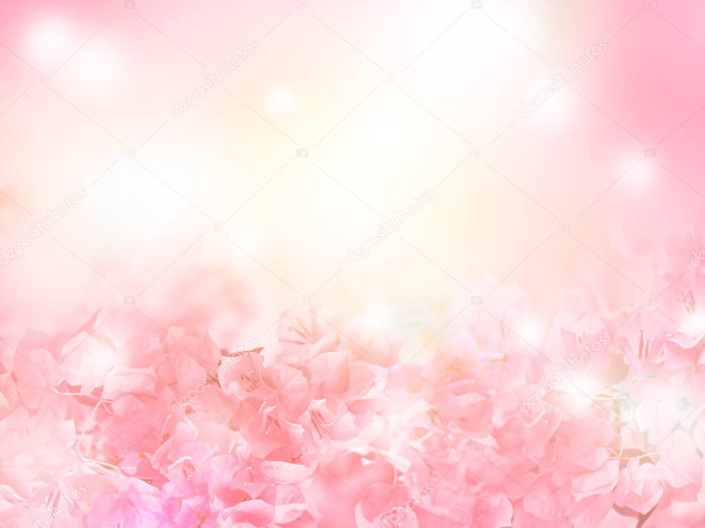 Abstract floral background of Bougainvillea flower over pastel colors with soft style for spring or summer time. 