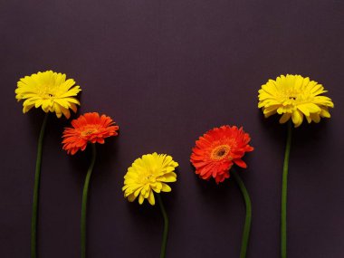 Siyah arka planda sarı ve turuncu gerbera çiçekleri