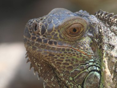 İguana, yeşil renkli pullu derili tropikal iklim hayvanı