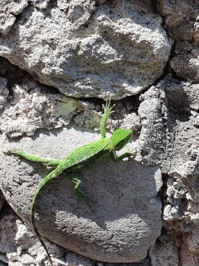 Taşlarda iguana, yeşil renkli pullu derili tropikal iklim hayvanı