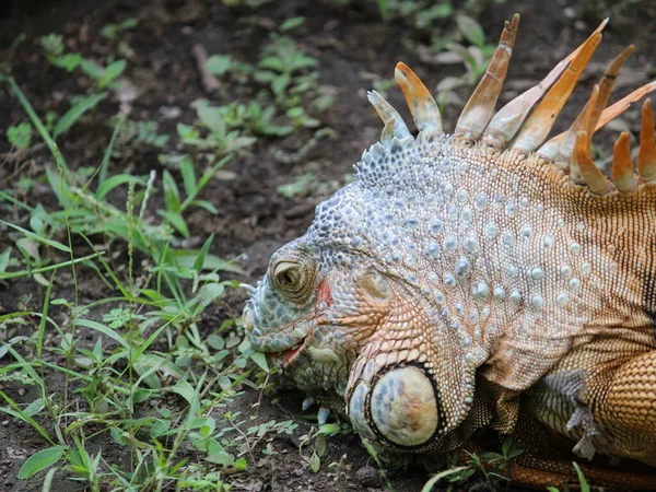 Iguana, yeşil ve turuncu renkli pullu derili tropikal iklim hayvanı — Stok fotoğraf