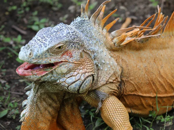 Iguana, animal de clima tropical com pele escamosa nas cores verde e laranja — Fotografia de Stock