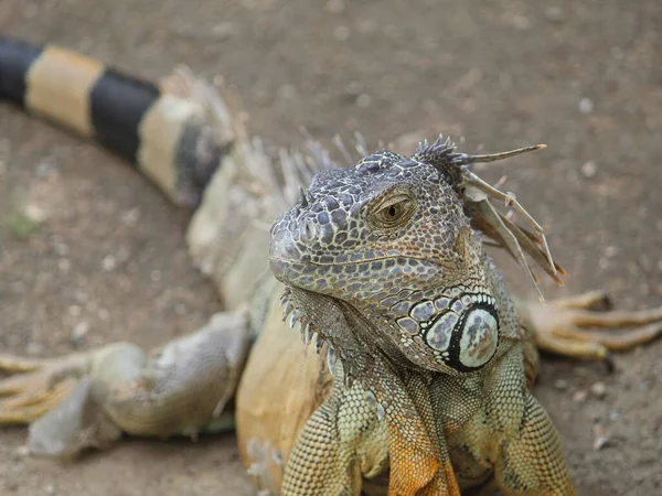 Iguana, yeşil ve turuncu renkli pullu derili tropikal iklim hayvanı — Stok fotoğraf