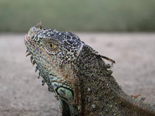 Iguana Animal Herbívoro Ovíparo Perigo Extinção — Fotografia de Stock