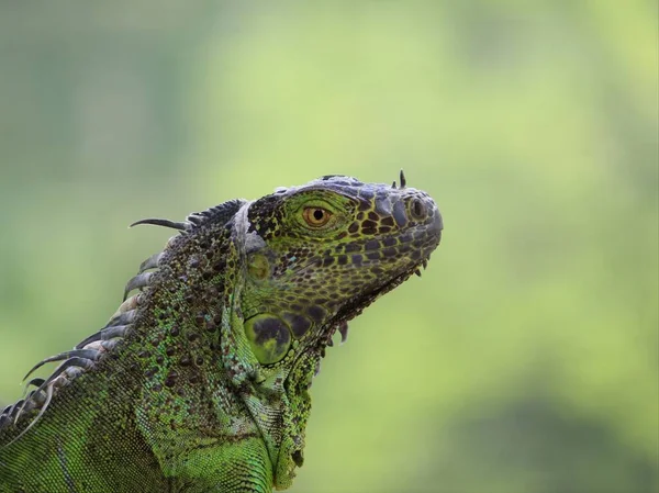 Guana Otçul Canlı Hayvan Soyu Tükenme Tehlikesiyle Karşı Karşıya — Stok fotoğraf