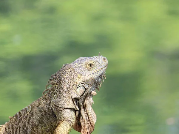 Iguana Animal Herbívoro Ovíparo Perigo Extinção — Fotografia de Stock