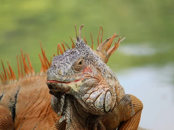 Guana Otçul Canlı Hayvan Soyu Tükenme Tehlikesiyle Karşı Karşıya — Stok fotoğraf